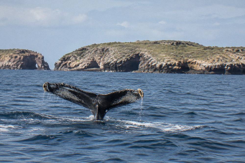 Whale tail fluke rising from the ocean in front of rocky islands with sea arches