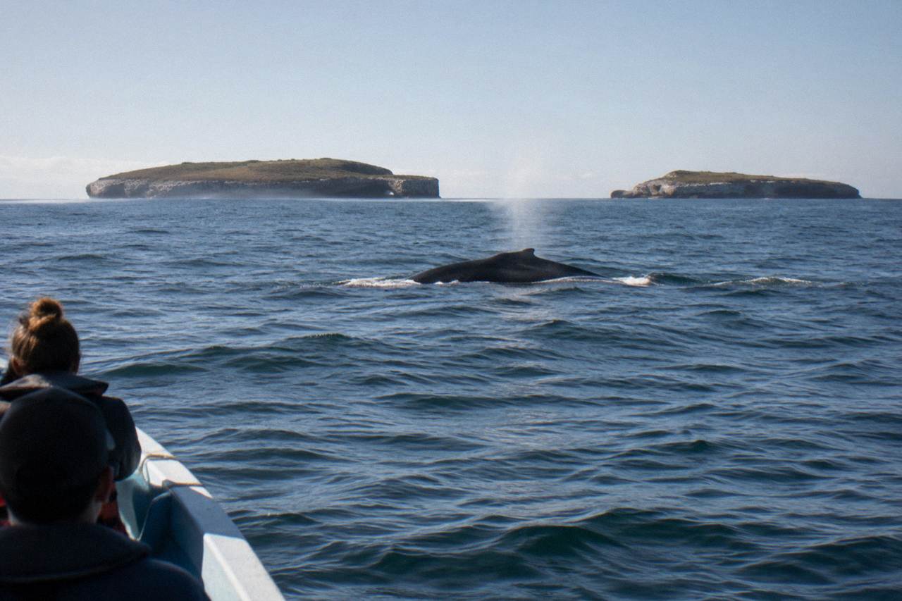 Whale surfacing and spouting in open ocean near a tour boat