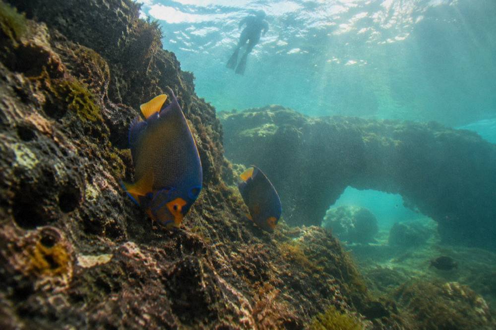 King angelfish swimming over a volcanic rock reef slope in green Pacific water