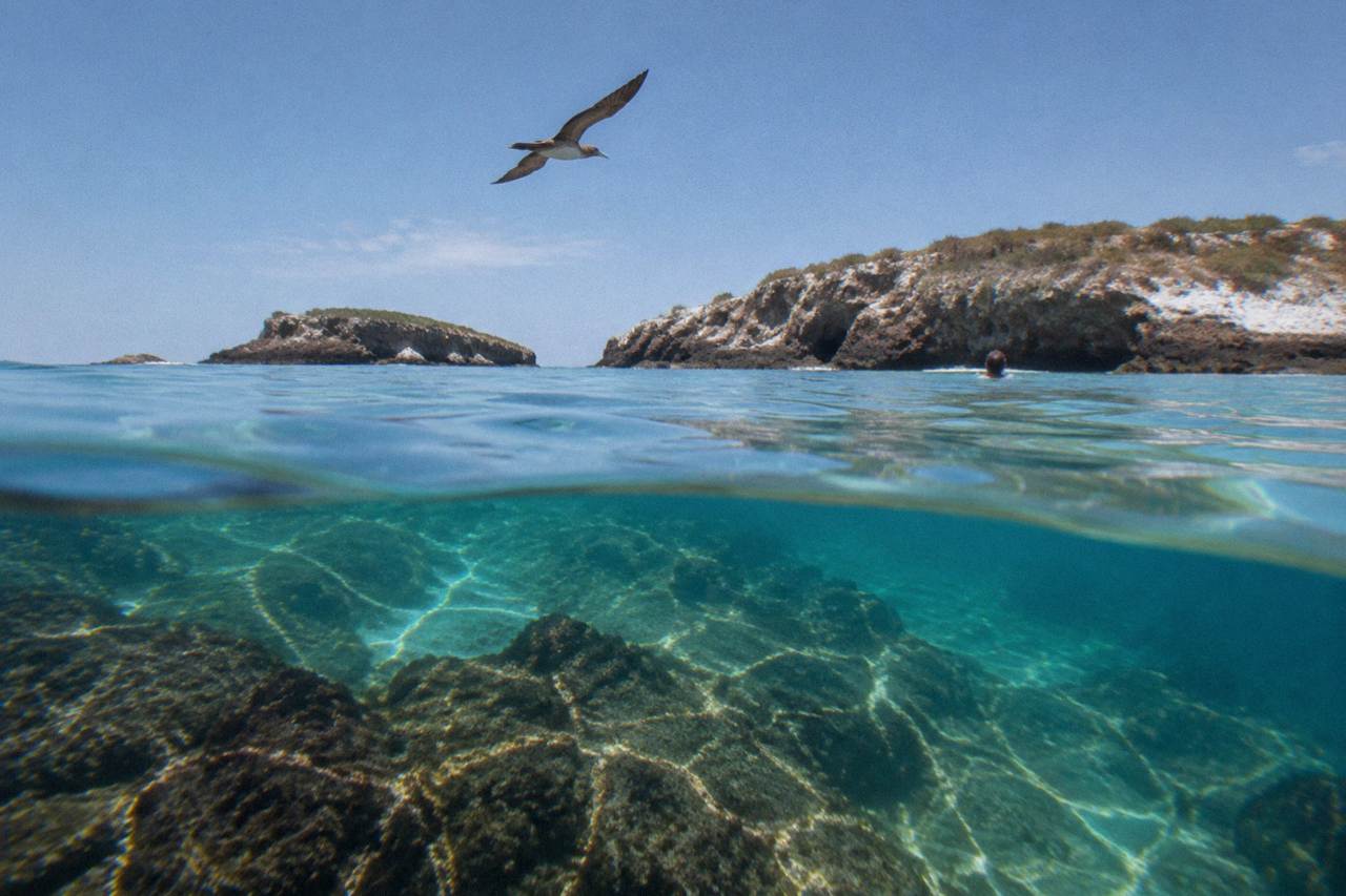 Seabird flying over clear turquoise water near rocky islands with underwater rocks visible