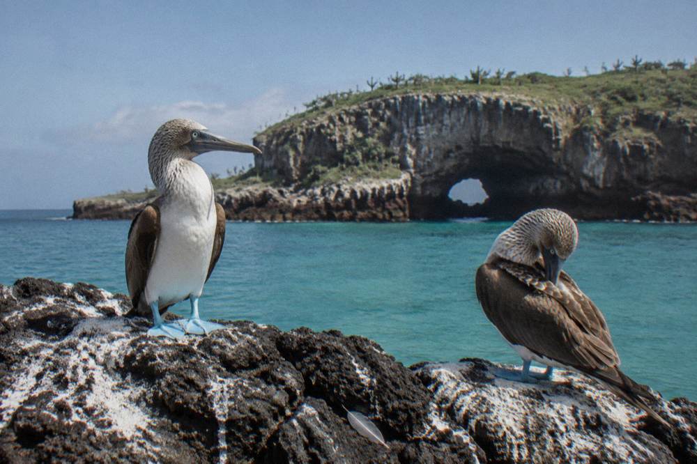 Blue-footed boobies perched on dark volcanic rock ledges above the sea at the Marietas Islands