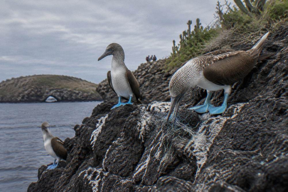 Blue-footed boobies perched on dark volcanic rock at the island cliffs