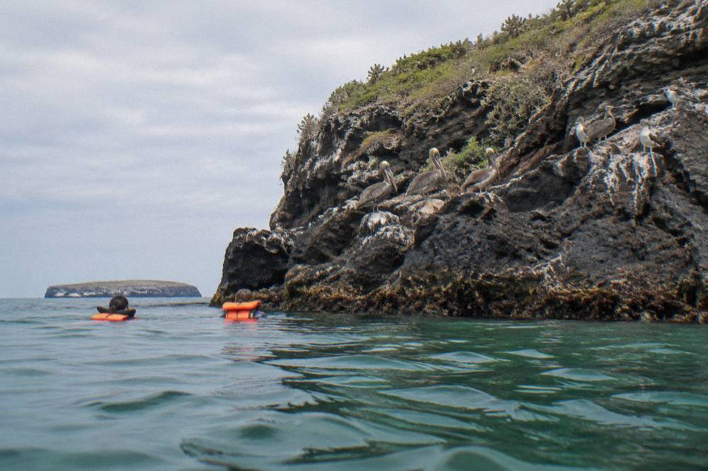 Snorkelers in the water beside a rocky shoreline with seabirds resting on the cliffs above