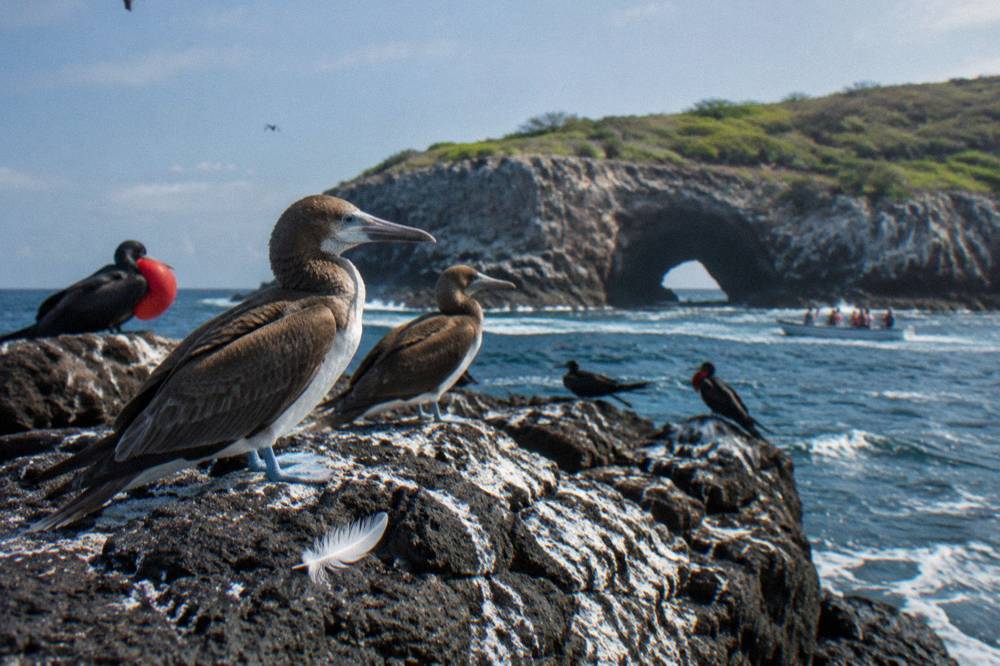 Seabirds perched on dark volcanic rock ledges above the sea