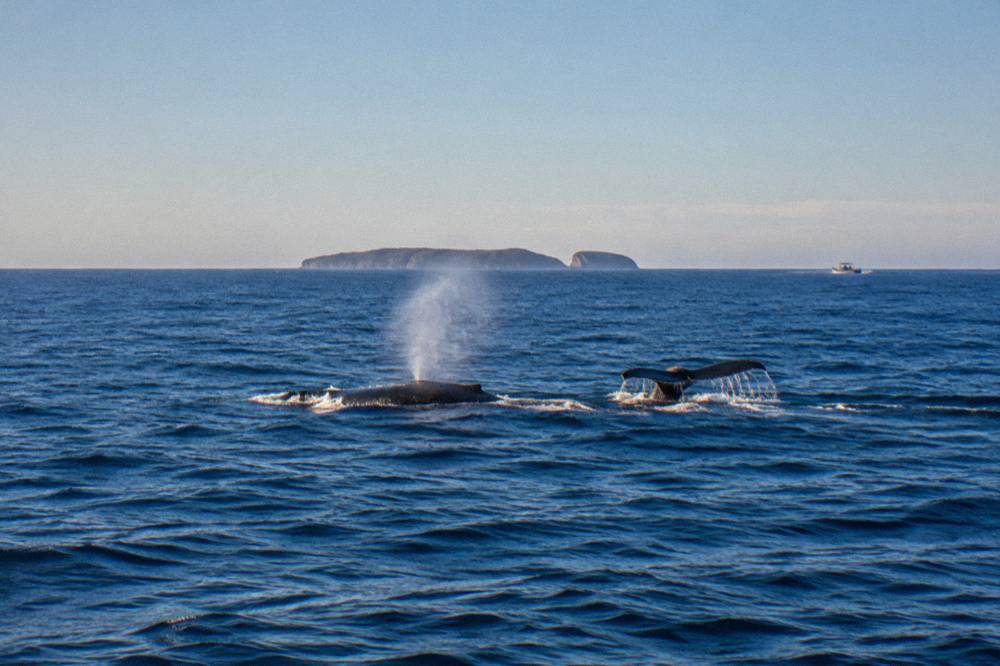 Two humpback whales surfacing in open blue ocean, one blowing a spout