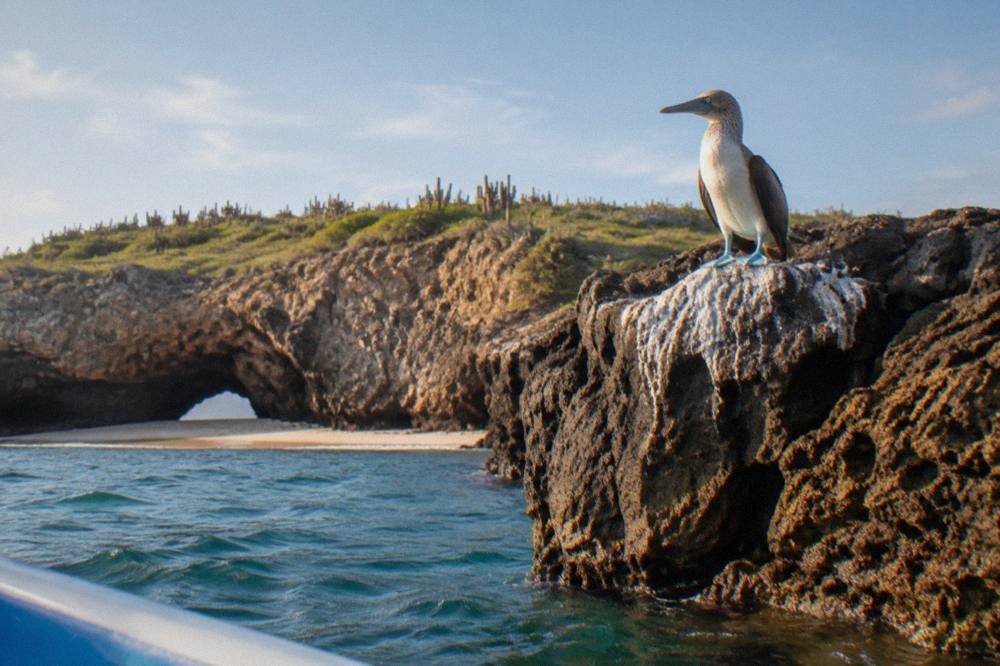 A blue-footed booby standing on a rocky ledge above turquoise water