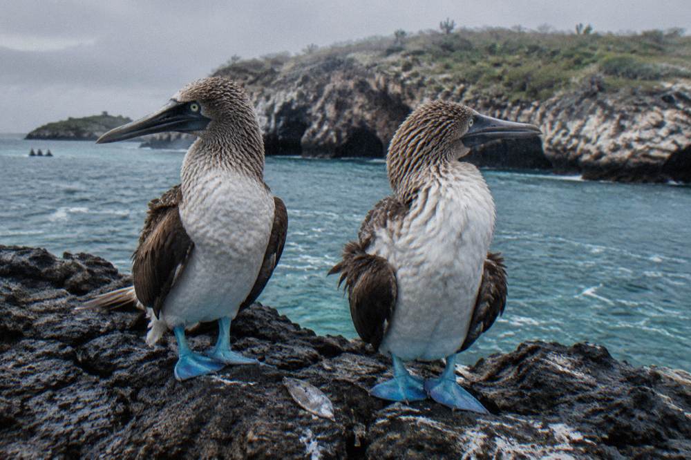 Two blue-footed boobies resting side by side on sunlit volcanic rock