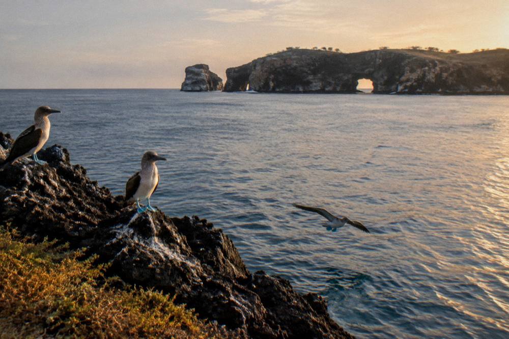 Blue-footed boobies perched on dark volcanic rocks with a rock arch island behind