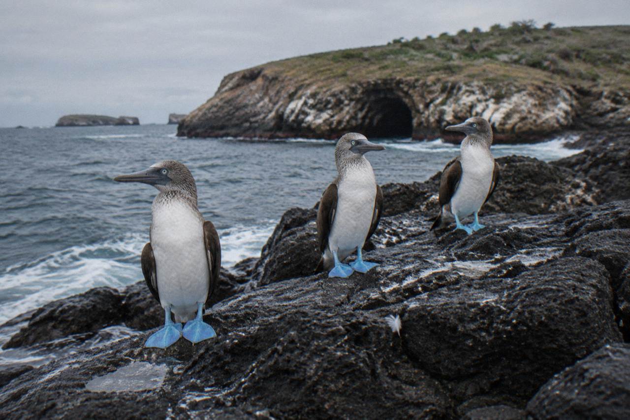 Blue-footed boobies perched on dark volcanic rock above the ocean at the Marietas Islands