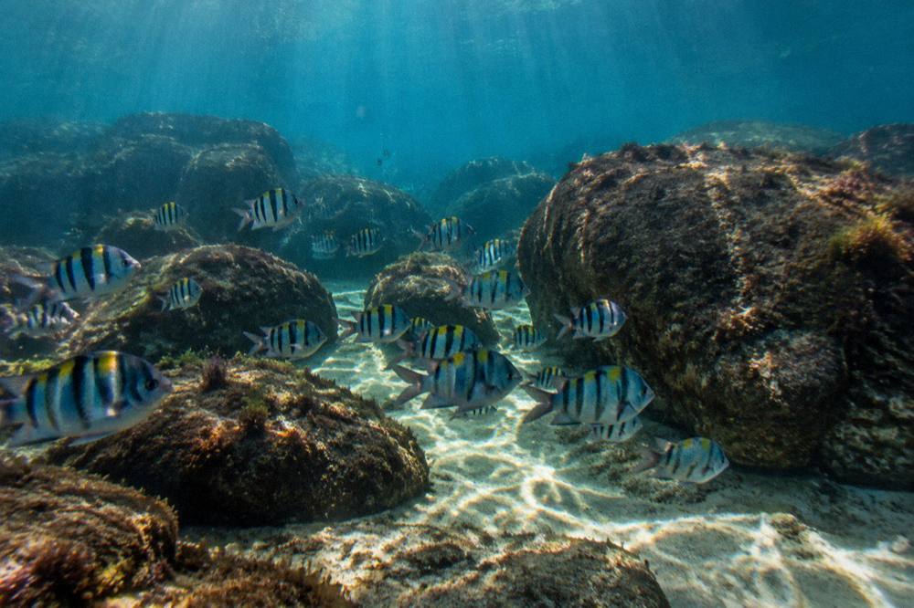 Striped sergeant major fish swimming among large rocks above a sandy seabed in blue water