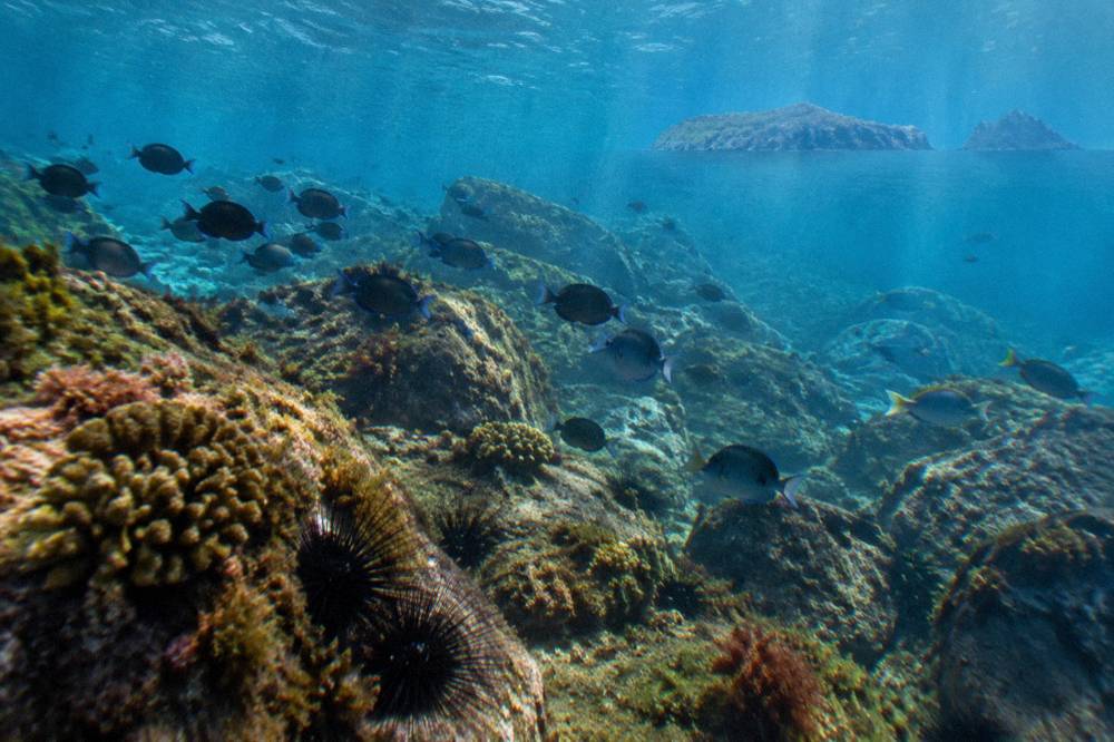 A school of dark fish swimming over algae-covered rocks with islands above the surface