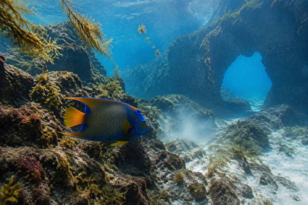 A king angelfish swimming over volcanic rock reef in clear blue water