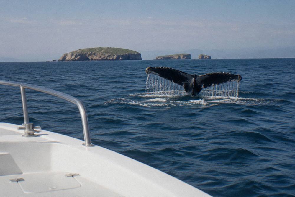 A whale fluke breaking the surface of open ocean water with distant coastline