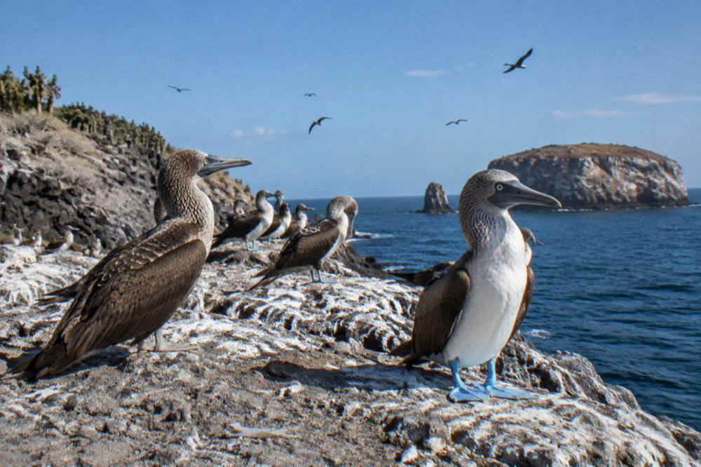Seabirds resting on a rocky cliff above open ocean water