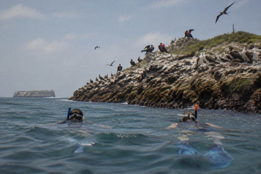 Snorkelers in the water beside a rocky reef shoreline with seabirds on the cliffs above